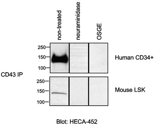 Figure 3. CD43 on native human CD34+ and mouse LSK cells displays sialofucosylated O-glycans. CD43 was immunoprecipitated from membrane preparations of human CD34+ cells and mouse LSK cells, followed by treatment with enzymes as shown. Respective immunoprecipitates, normalized in each case for amount of input protein, were resolved on 4% to 20% SDS-PAGE, blotted, and stained with mAb HECA-452. Absence of staining after neuraminidase digestion confirms that ∼ 130 kDa CD43 is decorated with sialic acid. Abrogation of HECA-452 reactivity after OSGE digestion demonstrates that sialofucosylations of CD43 on respective human and mouse cells are displayed predominantly on O-linked glycans. Results are representative of at least 3 separate experiments.