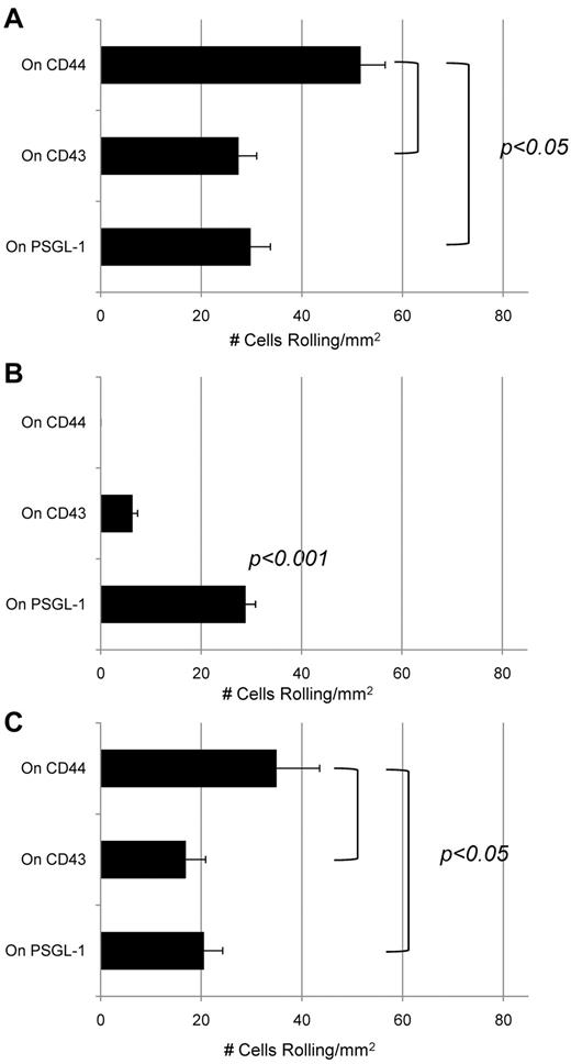 Figure 4. CD43 is a functional E-selectin ligand on human CD34+ cells but not on mouse LSK cells. Blot rolling assays were performed on immunoprecipitates of CD44, CD43, and PSGL-1 from human CD34+ and mouse LSK cells, and from KG1a cells. In each case, immunoprecipitated protein was resolved by SDS-PAGE and blotted for HECA-452 reactivity. CHO-E cells were perfused over immunoprecipitated glycoproteins from (A) human CD34+ cells, (B) mouse LSK cells, or (C) KG1a cells at 0.6 dyne/cm2. After cell perfusion, the numbers of rolling cells/mm2 in 4 distinct fields of view were counted. To control for specificity of CHO-E binding to membrane glycoproteins, EDTA was added to the buffer containing CHO-E cells before use in adhesion assays; no cells bound in the presence of EDTA (data not shown). Nonspecific adhesion was assessed by perfusing mock-transfected CHO cells (CHO-M) over the same region of the blot (at CD44, CD43, and PSGL-1). Low levels of binding were observed using CHO-M cells, and these values were subtracted from the values measured using CHO-E cells. Results shown reflect multiple assays (n = 4) on HECA-452 blots of multiple (n = 3) membrane preparations. Data are mean ± SEM.