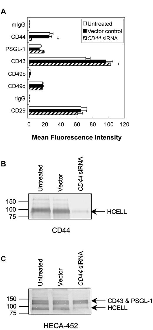 Figure 5. HCELL expression is specifically reduced on KG1a cells by CD44 siRNA transduction. (A) Flow cytometric analysis of CD44, PSGL-1, and integrin expression of untreated, vector-transduced (control), and CD44 siRNA-transduced KG1a cells. CD44 expression was reduced on CD44 siRNA transduction, as measured by anti-CD44 mAb 2C5 (used in Figure) and further confirmed using anti-CD44 mAb 515 (data not shown, which recognizes an epitope distinct from 2C5). PSGL-1, VLA-2 (CD49b/CD29) integrin, and VLA-4 (CD49d/CD29) integrin expression was unaffected by viral transduction. Values are mean fluorescence intensities ± SEM; n = 6. *P < .05 relative to untreated and vector controls. (B-C) Western blot analysis of HCELL on KG1a cells. Whole cell lysates equivalent to 2 × 105 (for anti-CD44 mAb, 2C5) and 1 × 105 (for HECA-452) untreated, vector-transduced, and CD44 siRNA-transduced KG1a cells were resolved on a 7.5% SDS-PAGE gel under reducing conditions and immunoblotted with the appropriate mAb. Note that HCELL expression is nearly eliminated by CD44 silencing (minimal staining of HECA-452 and CD44 mAb at ∼ 100 kDa in CD44-silenced cell lysates relative to untreated and vector-transduced cell lysates).