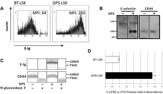 Figure 7. Exofucosylation (GPS) of mouse LSK cells enforces HCELL expression, yielding higher E-selectin binding and increased homing to marrow. (A) Flow cytometric analysis of E-Ig binding on BT-LSK and GPS-treated LSK (GPS-LSK) cells. EDTA control displayed a mean fluorescence intensity = 3.1. Results displayed are representative of at least n = 5 flow cytometric experiments. (B) GPS-LSK and BT-LSK cells were lysed, and Western blot analysis was performed on whole cell lysates and blotted with E-selectin and CD44. (C) CD44 was immunoprecipitated (with IM7 and KM114) from equivalent amounts of cell lysates from GPS-treated (+) or untreated (−) mouse LSK cell lysates that had been either treated with N-glycosidase F (+) or not (−). Immunoprecipitates were then electrophoresed and blotted with E-Ig and CD44. Staining with E-Ig was performed in the presence of Ca2+. (D) GPS-LSK (black bars) or BT-LSK (white bars) were labeled reciprocally with CFDA-SE and/or CTO and injected intravenously in a 1:1 ratio competitively into C57BL6 mice. Bone marrow was analyzed 16 hours after the injection to determine the percentage of carboxyfluorescein succinimidyl ester and CTO-positive cells present within a defined gate-representing mouse LSK cells. Mice that did not receive cells were used to determine the background signal. Error bars represent the SEM. Data are representative of 6 mice. Parallel control experiments measuring the competition of BT cells to untreated cells did not show any advantage or disadvantage of either cell type (supplemental Figure 4).