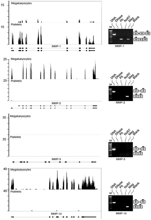 Figure 1. Megakaryocytes and platelets differentially express MMP transcripts. mRNA was collected from megakaryocytes at the stage of proplatelet formation or freshly isolated, unactivated platelets and processed as described in “mRNA expression.” The left side of the figure shows RNA-seq analyses for MMP-1, MMP-2, MMP-3, and MMP-14 mRNA. Matched sequences are aligned to each target gene using the Integrated Genome Browser (IGB). Gene maps (bottom portion of each panel, oriented 5′-3′ direction) are represented by thick (exons) and thin (introns) lines. The bars above the gene (top portion of each panel) represent megakaryocyte or platelet transcripts that were fragmented, sequenced, and aligned to MMP-1, MMP-2, MMP-3, and MMP-14. If no bars are shown, then transcripts for these mRNAs were not detected under the conditions of these experiments. The right side of the figure shows semi-quantitative PCR analyses of mRNAs for MMPs 1-3 and MMP-14. From left to right, each lane represents: (1) amplification of DNA, which served as a positive control for primer efficiency; (2) DNA sample treated with DNase; (3) amplification of cDNA that was reverse transcribed from platelet (Plt) mRNA; (4) control reaction in platelet preparations that screened for residual genomic DNA contamination. In these studies, the reverse-transcription step was not performed (NoRT). (5) Amplification of cDNA that was reverse transcribed from megakaryocyte (Meg) mRNA; (6) negative control lane where the PCR was carried out without cDNA template (Blank). The PCR gels are representative of 5 or more independent experiments. The boxes on the right of each panel represent where the amplicons will migrate based on primer sequences specific for each exon.