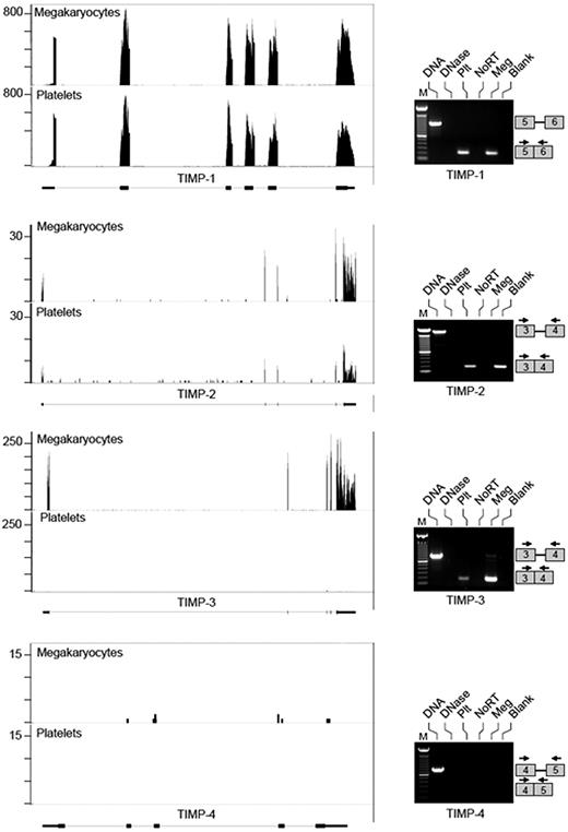 Figure 2. Megakaryocytes and platelets differentially express TIMP transcripts. mRNA was collected from megakaryocytes at the stage of proplatelet formation or freshly isolated, unactivated platelets and processed as described in “mRNA expression.” The left side of the figure shows RNA-seq analyses for TIMPs 1-4. Matched sequences are aligned to each target gene as described in Figure 1. The right side of the figures shows semi-quantitative PCR analyses of mRNAs for TIMPs 1-4. The lanes for these PCR gels are labeled as described in Figure 1. Each PCR gel is representative of 5 or more independent experiments. The boxes on the right of each panel represent where the amplicons will migrate based on primer sequences specific for each exon.