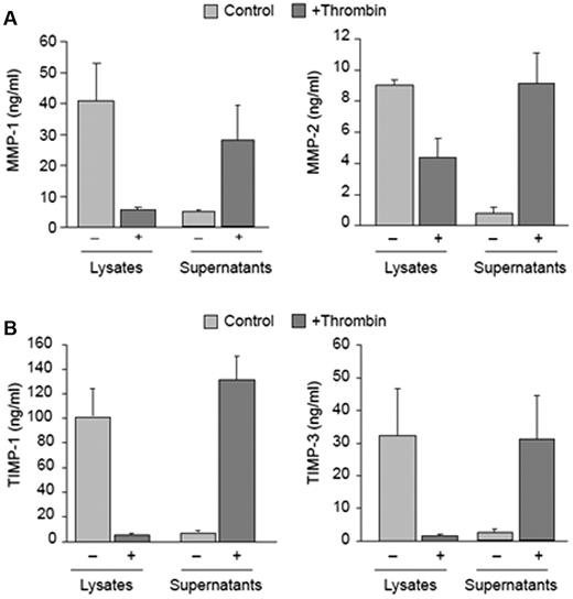 Figure 3. Platelets differentially express and release MMP and TIMP proteins. MMP and TIMP protein expression was analyzed as described in “Protein expression.” (A) Intracellular or released protein for MMPs 1 and 2 in unactivated or thrombin-activated (0.1 U/mL, 60 minutes) platelets. The bars represent the mean ± SEM of 5 or more independent experiments. (B) Intracellular or released TIMP-1 and TIMP-3 protein in unactivated or thrombin-activated (0.1 U/mL, 60 minutes) platelets. The bars represent the mean ± SEM of 5 or more independent experiments.