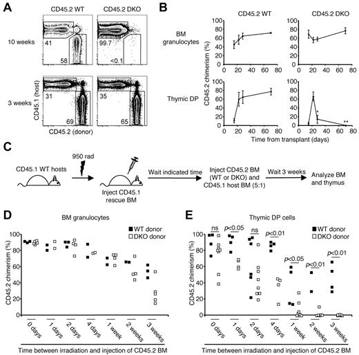 Figure 1. A brief stage of CCR7/CCR9-independent thymic settling after BMT. (A) Lethally irradiated mixed BM chimeras were generated using CD45.2 WT (left column) or CD45.2 CCR7/CCR9 DKO (right column) plus CD45.1 WT competitor cells at a 2:1 ratio (106 total cells). Shown are representative fluorescence-activated cell sorter plots of thymic DP cells at the indicated time points. (B) Mean CD45.2 chimerism ± SEM of BM granulocytes (top row) and thymic DP cells (bottom row) for control WT chimeras (left column) or CCR7/CCR9 DKO chimeras (right column) at the indicated time points after transplant. *P < .05. **P < .01. N = 2 to 14 per group per time point. (C) Experimental design for evaluating the duration of CCR7/CCR9-independent thymic settling after BMT. CD45.1 WT hosts were lethally irradiated and immediately inoculated with CD45.1 BM (2.5 × 105 cells) to ensure survival. After various lengths of time, mice were inoculated with CD45.2 donor BM (either WT or CCR7/CCR9 DKO) and CD45.1 BM at a 5:1 ratio (1.2 × 107 total cells). After 3 additional weeks, BM and thymi were analyzed for donor chimerism. (D-E) Shown is CD45.2 donor chimerism among BM granulocytes (D) or thymic DP cells (E) in mice receiving CD45.2 BM cells at the indicated time points.
