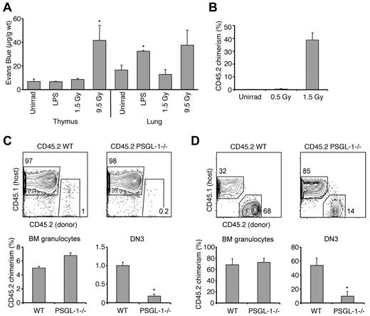 Figure 2. Thymic settling remains a regulated process after BMT. (A) Evans blue was measured in thymi or lungs after no treatment, lipopolysaccharide treatment, 1.5 Gy irradiation, or 9.5 Gy irradiation. Shown is the mean quantity ± SEM of Evans blue (micrograms) per organ weight (grams). *P < .05 compared with corresponding unirradiated controls. N = 4 to 6 per group. (B) Mice exposed to 0, 0.5, or 1.5 Gy of irradiation were inoculated with CD45.2 CCR7/CCR9 DKO BM cells plus CD45.1 WT BM at a 2:1 ratio (106 total cells). Shown is the mean CD45.2 donor chimerism ± SEM of thymic DP cells after 3 weeks. *P < .05 compared with the control. N = 3 per group. (C) Top row: CD45.2 WT (left) or PSGL-1−/− (right) BM cells (1.4 × 107) were adoptively transferred into unirradiated CD45.1 WT hosts. Shown are representative plots of thymic DN3 cells 3 weeks after transfer. Bottom row: Mean CD45.2 chimerism ± SEM of BM granulocytes (left) and thymic DN3 cells (right). *P < .05 compared with the WT control. N = 5 to 10 per group. (D) Top row: Lethally irradiated BM chimeras were generated using CD45.2 WT (left) or CD45.2 PSGL-1−/− BM (right) mixed with CD45.1 WT competitor cells at a 2:1 ratio (2 × 106 total cells). Shown are representative plots of thymic DN3 cells 3 weeks after transplant. Bottom row: Mean CD45.2 chimerism ± SEM of BM granulocytes (left) and thymic DN3 cells (right). *P < .05 compared with the WT control. N = 5 to 10 per group.