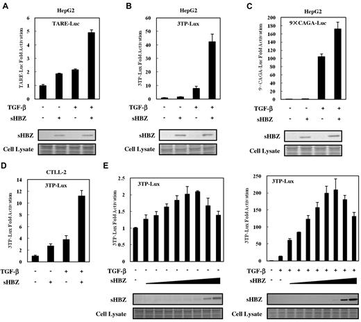 Figure 1. HBZ activated TGF-β signaling. In 12-well plates, HepG2 cells were cotransfected with 2 ng of phRL-TK, 0.5 μg of reporter plasmid TARE-Luc (A), 3TP-Lux (B), or 9 × CAGA-Luc (C), and 0.5 μg of pcDNA3.1-mycHis-sHBZ. At 24 hours after transfection, the cells were treated with TGF-β (10 ng/mL). After 24 hours, the cells were harvested and analyzed for luciferase activity. Expression of sHBZ was detected by Western blot (middle panel). Coomassie brilliant blue (CBB) staining was shown as the loading control (botom panel). (D) CTLL-2 cells were transfected with 3TP-Lux (2 μg), phRL-TK (10 ng), and pME18Sneo-sHBZ (0.4 μg) by electroporation. Luciferase activity was measured 24 hours after stimulation by TGF-β. (E) In 12-well plates, HepG2 cells were cotransfected with 3TP-Lux (0.5 μg), phRL-TK (2 ng), and pcDNA3.1-mycHis-sHBZ (0, 5, 10, 20, 50, 100, 200, 1000, and 4000 ng). At 24 hours after transfection, the cells were treated with or without TGF-β. After 24 hours, the cells were harvested and analyzed for luciferase activity. mycHis-sHBZ was detected by Western blot (middle panel). CBB staining was shown as the loading control (bottom panel).