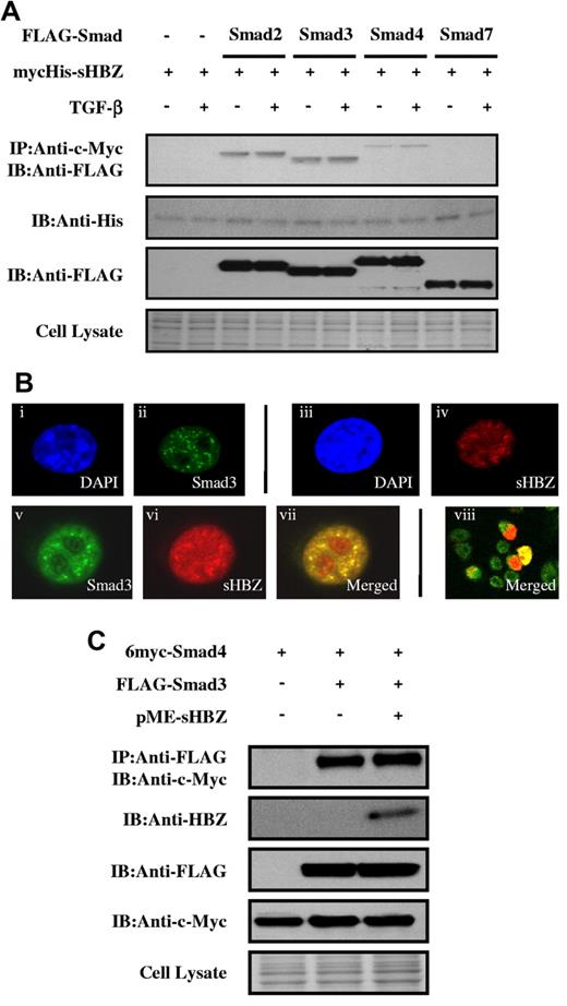 Figure 2. HBZ interacts with Smad proteins. (A) HBZ interacted with Smad proteins. COS7 cells were cotransfected with mycHis-sHBZ (6 μg) and FLAG-Smad2, Smad3, Smad4, and Smad7 (6 μg). At 24 hours after transfection, the cells were treated with or without TGF-β (5 ng/mL). Cell lysates were subjected to immunoprecipitation using anti-c-Myc followed by immunoblotting using anti-FLAG for detection of Smad proteins. (B) sHBZ colocalized with Smad3 in the cell nucleus. COS7 cells were transfected with mycHis-sHBZ (0.6 μg) together with (v-viii) or without (iii-iv) FLAG-Smad3 (0.4 μg). sHBZ was detected using anti-MYC Cy3 antibody (iv,vi). Smad3 was detected using anti–Flag-biotin and secondary streptavidin-Alexa-488 antibody (ii,v). The overlay of sHBZ and Smad3 is shown (vii-viii). DAPI (4,6-diamidino-2-phenylindole) was used to counterstain the nucleus (i,iii). (C) HBZ did not influence the Smad3/Smad4 interaction. COS7 cells were transfected with the indicated expression vectors (3 μg each). Cell lysates were subjected to immunoprecipitation using anti-FLAG followed by immunoblot (IB) using anti–c-Myc.
