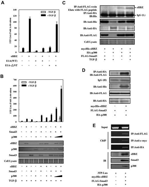 Figure 3. HBZ activates TGF-β signaling dependent on p300. (A) E1A repressed HBZ-induced activation of TGF-β. In 12-well plates, HepG2 cells were cotransfected with 3TP-Lux (0.5 μg), phRL-TK (2 ng), pME18Sneo-sHBZ (20 ng), and pCS2+-E1A or pCS2+-E1A-ΔNT (2 ng). Luciferase activity was measured 24 hours after stimulation by TGF-β (0, 10 ng/mL). (B) HBZ synergized with Smad3 and p300 to enhance TGF-β. HepG2 cells were cotransfected with 3TP-Lux (0.5 μg), phRL-TK (2 ng), pcDNA3.1-mycHis-sHBZ (200 ng), FLAG-Smad3 (50 ng), and pCMV-p300 (2, 5 μg). At 24 hours after transfection, the cells were treated with or without TGF-β (10 ng/mL). Luciferase activity was measured after 24 hours. Expression of sHBZ, Smad3, and p300 was detected by Western blot (middle panel). CBB staining was shown as the loading control (bottom panel). (C) HBZ, Smad3, and p300 could form a ternary complex. mycHis-sHBZ (4 μg), FLAG-Smad3 (4 μg), and HA-p300 (4 μg) were cotransfected into COS7 cells, which were subsequently treated with TGF-β (5 ng/mL). Ternary complexes were detected by sequential immunoprecipitation with anti-FLAG agarose affinity gel and anti-HA antibody, followed by immunoblotting with the His antibody. (D) HBZ enhanced the interaction between Smad3 and p300. COS7 cells were cotransfected with mycHis-sHBZ (4 μg), FLAG-Smad3 (4 μg), and HA-p300 (4 μg). Cell lysates (samples from the experiment of Figure 4E) were subjected to immunoprecipitation using anti-HA followed by immunoblotting with anti-FLAG. (E) sHBZ, Smad3, and p300 bind to the Smad-responsive promoter. After transfection with mycHis-sHBZ, FLAG-Smad3, and HA-p300, and treatment with 5 ng/mL of TGF-β for 24 hours, HepG2 cells were chromatin immunoprecipitated by each indicated antibody. The precipitated DNAs and 1% of the input cell lysates were amplified by the 3TP promoter specific primers. Expression of sHBZ, Smad3, and p300 was detected by Western blot (bottom panel).