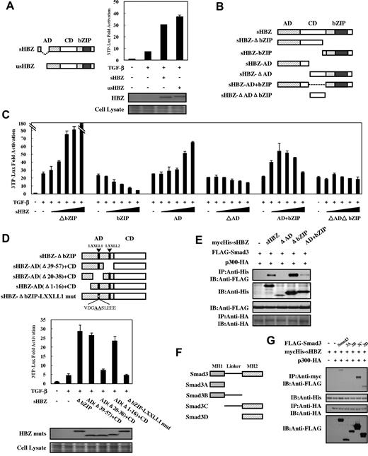 Figure 4. Domains of HBZ responsible for the activation of TGF-β signaling. (A) Comparison of the effect of sHBZ and usHBZ on TGF-β activation. (Left panel) Schematic diagram of sHBZ and usHBZ. (Right panel) HepG2 cells were cotransfected with 3TP-Lux (0.5 μg), phRL-TK (2 ng), pcDNA3.1-mycHis-sHBZ, or pcDNA3.1-mycHis-usHBZ (200 ng). Luciferase activity was measured 24 hours after 10 ng/mL TGF-β stimulation. mycHis tagged sHBZ and usHBZ were detected by Western blot (middle panel). CBB staining was shown as the loading control (bottom panel). (B) Schematic diagram of sHBZ and its mutants used in this study. Characteristic domains of sHBZ are indicated as follows: AD, CD, and basic leucine zipper domain (bZIP). (C) Analysis of sHBZ deletion mutants for their effect on TGF-β–mediated signaling. In 12-well plates, HepG2 cells were cotransfected with 3TP-Lux (0.5 μg), phRL-TK (2 ng), and pME18Sneo-sHBZ mutants (0, 5, 20, 100, 200, and 500 ng). Luciferase activity was measured 24 hours after stimulation by TGF-β (10 ng/mL). (D) The N-terminal LXXLL1 motif of HBZ is important in enhancing TGF-β–induced luciferase expression. (Top panel) Schema of sHBZ-ΔbZIP and its deletion mutants. The locations of the LXXLL motifs are indicated. The mutated residues in the LXXLL1 motif are in bold and underlined. (Middle panel) In 24-well plates, HepG2 cells were cotransfected with 3TP-Lux (0.25 μg), phRL-TK (1 ng), and mycHis-sHBZ-ΔbZIP or its mutants (1 μg). At 24 hours after transfection, the cells were stimulated with or without 10 ng/mL TGF-β. Cell lysates were subjected to luciferase assay 24 hours after stimulation. sHBZ-ΔbZIP and its mutants were detected by Western blot. CBB staining was shown as the loading control (bottom panel). (E) Determination of the region of HBZ responsible for the interaction with Smad3. COS7 cells were transfected with the indicated mycHis-sHBZ mutants along with the FLAG-Smad3 and HA-p300 vectors. Cell lysates were subjected to immunoprecipitation using anti–c-Myc followed by immunoblotting using anti-FLAG. (F) Schematic drawing of Smad3 and its deletion mutants. The locations of the MH1 domain, MH2 domain, and the linker domain are indicated. (G) Mapping the region of the Smad3 protein necessary for interaction with sHBZ. COS7 cells were transfected with HA-p300, mycHis-sHBZ, and full-length or mutant FLAG-Smad3. At 48 hours after transfection, total cell lysates were subjected to immunoprecipitation using anti–c-Myc followed by IB using anti-FLAG.