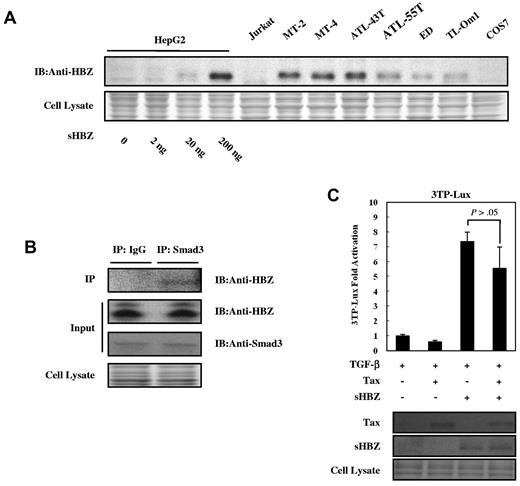 Figure 6. Physiologic level of HBZ overcame the Tax-mediated suppression of TGF-β signaling. (A) Comparing the level of HBZ protein in HBZ-transfected HepG2 cells with the level of HBZ in ATL and HTLV-1–immortalized cell lines. Total protein was extracted from sHBZ-transfected HepG2 cells (samples from supplemental Figure 1) and the indicated cell lines, and subjected to immunoblotting using HBZ antibody. (B) Endogenous HBZ interacted with Smad3. ATL-55T cells were treated with 10 ng/mL TGF-β. After 10 hours, whole cell lysate was subjected to immunoprecipitation with anti-Smad3 or control IgG, and immunoprecipitates were probed with anti-HBZ antibody. (C) HBZ overcame the repression of TGF-β signaling induced by Tax. In 12-well plates, HepG2 cells were cotransfected with 3TP-Lux (0.5 μg), phRL-TK (2 ng), pCG-Tax (0, 0.2 μg), and pcDNA3.1-mycHis-sHBZ (0, 0.2 μg). At 24 hours after transfection, the cells were treated with or without 10 ng/mL TGF-β. After 24 hours, the cells were harvested and analyzed for luciferase activity. sHBZ and Tax were detected by Western blot (middle panel). CBB staining was shown as the loading control (bottom panel).