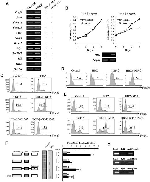 Figure 7. HBZ induced Foxp3 expression in naive T cells through Smad3. (A) HBZ modulated the expression of selected TGF-β target genes. (Left panel) Mouse naive T cells were transduced with pMXs-IG vector encoding sHBZ or empty vector. Forty-eight hours after viral infection, total RNA was extracted from sorted green fluorescent protein-positive cells. The level of Pdgfb, Sox4, Cdkn1a, Cdkn2b, Ctgf, Foxp3, Runx1, Myc, Tsc22d1, Id2, β-actin, and HBZ mRNA was analyzed by semiquantitative RT-PCR. (Right panel) Schema of the effect of TGF-β and sHBZ on TGF-β target gene transcription. ↑ indicates up-regulation; ↓, down-regulation; and -, no effect. (B) CTLL-2/pME18Sneo and CTLL-2/sHBZ, cells were plated in 96-well plates. Cells were treated with increasing concentrations of TGF-β for 72 hours. Proliferation of each cell was examined by methyl thiazolyl tetrazolium assay. Expression of HBZ was detected by RT-PCR (bottom panel). (C) SB431542, an inhibitor of the TGF-β receptor, could not inhibit the induction of Foxp3 by HBZ. Mouse CD4+CD25− T cells were transduced with pGCDNsamI/N vector encoding sHBZ, or with empty vector. Three days after TGF-β (0.2 ng/mL) and SB431542 (5μM) treatment, cells were stained with anti-Foxp3 in addition to anti-NGFR and then analyzed by flow cytometry. Numbers indicate the percentage of Foxp3-positive cells among NGFR-positive cells. (D) HBZ induced FoxP3 in human naive T cells. Human CD4+CD25− T cells were transfected with lentiviral vectors expressing sHBZ, or with empty vector. Two days after stimulating with TGF-β (0.1 ng/mL), cells were stained with antibodies for CD4, NGFR, and Foxp3 and then analyzed by flow cytometry. (E) SIS3 inhibited the HBZ-induced Foxp3 induction. Mouse CD4+CD25− T cells were transduced with pGCDNsamI/N vector encoding sHBZ or empty vector. Fifteen hours after viral infection, SIS3 (5μM) and TGF-β (1 ng/mL) were added. Thirty-six hours after treatment, Foxp3 expression was detected by flow cytometry. Numbers indicate the percentage of Foxp3-positive cells among NGFR-positive cells. Representative data from 3 independent experiments are shown. (F) HBZ activated transcription of the Foxp3 promoter through its Smad site of enhancer. EL4 cells were transfected with the Foxp3 reporter plasmid or its mutants with or without the sHBZ-expressing plasmid (pcDNA3.1-mycHis-sHBZ). Luciferase activity was measured 48 hours after stimulation by TGF-β. Expression of sHBZ was detected by Western blot. CBB staining was shown as the loading control. (G) HBZ formed complex with Smad3/p300 in FoxP3 enhancer. MT-2 cells treated with 5 ng/mL of TGF-β for 2 hours, and chromatin immunoprecipitated by each indicated antibody. The precipitated DNAs and 1% of the input cell lysates were amplified by the specific primers for FoxP3 enhancer.