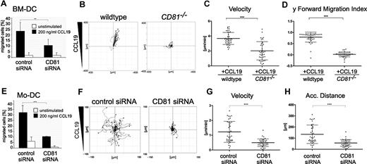 Figure 1. CD81 is important for chemotaxis of DCs on 2-dimensional substrates. Transwell migration assays of LPS-stimulated (200 ng/mL) CD81 RNAi knockdown BM-DCs (A) and CD81 RNAi knockdown Mo-DCs (E) toward CCL19 (200 ng/mL). Chemotactic migration of BM-DCs (B-D) and Mo-DCs (F-H) in response to a stable CCL19 gradient (200 ng/mL) on 2-dimensional fibronectin-coated (50 μg/mL) commercial chemotaxis chambers. Migration plots of 40 cells/sample monitored by time-lapse videomicroscopy over a period of 1 hour by capturing digital images every minute from 1 representative experiment of 3 are depicted (B,F). Quantification of average migratory speed (velocity; C,G), y-forward migration index (y-FMI, which means directional persistence toward the chemokine; D), and accumulated (Acc.) distance of migrating DCs (H) after manual tracking of motile cells are representative for 1 experiment of 3. Error bars indicate ± SD. **P ≤ .01, ***P ≤ .001.