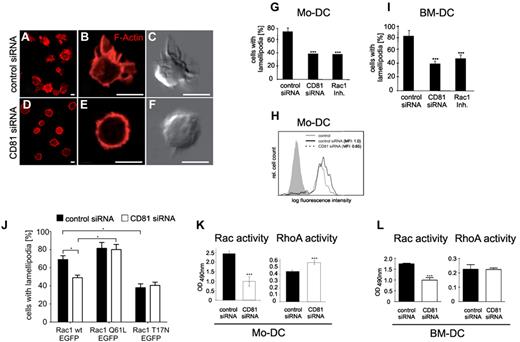 Figure 2. CD81 is important for the formation of Rac-dependent actin membrane protrusions. Microscopic visualization of F-actin by the use of Cy3-phalloidin in BM-DCs after transfection with control siRNA (A-B) or CD81 siRNA (D-E). Corresponding differential interference contrast images to panels B and E, respectively (C,F). Quantification of membrane protrusions in LPS-stimulated Mo-DCs (G) and BM-DCs (I-J) on 2-dimensional fibronectin-coated surfaces, respectively. Quantification of membrane protrusions after overexpression with wild-type Rac1, constitutive active or dominant-negative Rac1 mutant (Q61L and T17N, respectively), all linked to EGFP (J). In each individual experiment, 200 mature phalloidin-stained BM-DCs were counted by the use of fluorescence microscopy (G, I-J). Measurement of F-actin by flow cytometry after Alexa 488-phalloidin staining of LPS-stimulated Mo-DCs (H). Analysis of the basal activities (GTP loading) of the small GTPases Rac or RhoA after RNAi of CD81 using commercial enzyme-linked assay (K-L). All shown fluorescence staining images (A-B,D-E) are confocal images, focused to the basal plasma membrane of the respective cells. Bars represent 5 μm. Each single experiment was performed in duplicate. Each experiment was repeated at least 3 times independently. Error bars indicate ± SD. *P ≤ .05, ***P ≤ .001.