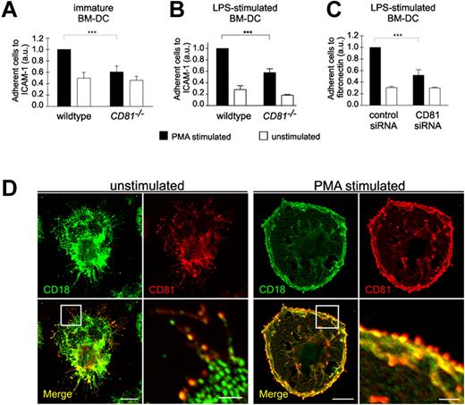 Figure 3. CD81 controls static integrin adhesion of DCs. Static adhesion of unstimulated immature BM-DCs (A) or of LPS-stimulated (200 ng/mL) BM-DCs (B-C) to surfaces coated with 12.5 μg/mL ICAM-1-FC (A-B) or 50 μg/mL fibronectin (C), respectively. BM-DCs were stimulated with 50 ng/mL PMA. Immunofluorescence stainings reveal that CD81 (red fluorescence) is colocalized with β2 integrins (CD18, green fluorescence) in migration-relevant membrane protrusions (D left panel). PMA stimulation leads to an increased relocalization and strong accumulation of colocalized CD81 and CD18 to the cell periphery at the leading edge of membrane protrusions (D right panel). Error bars indicate ± SD. ***P ≤ .001. Each single experiment was performed in duplicate. Each experiment was repeated at least 3 times independently. Bars represent 10 and 2 μm (magnified detail), respectively.