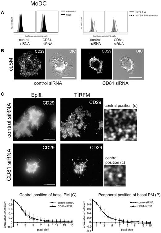 Figure 4. CD81 neither regulates β1-integrin affinity nor avidity, but it organizes integrin cluster distribution in DCs. (A) Flow cytometric analysis shows that a constitutive CD29 epitope is not altered after RNAi of CD81 (left panel). AB indicates antibody. Furthermore, β1 integrin affinity is not abrogated after RNAi of CD81, as shown by flow cytometry of a β1 integrin activation epitope detected by a monoclonal antibody HUTS-4 (right panel). (B) Immunofluorescence staining of β1 integrins (CD29) in LPS-stimulated CD81 RNAi knockdown Mo-DCs and control cells, respectively. The fluorescence staining images are confocal images (cLSM), focused to the basal plasma membrane of the respective cells. DIC indicates differential interference contrast. (C) Images generated with TIRF microscopy allow the visualization of individual CD29 clusters within the basal plasma membrane with high resolution. Individual CD29 cluster size was measured in central (c) as well as peripheral (p) positions of the basal plasma membrane (PM) with the help of autocorrelation analysis by the use of ImageJ software (bottom panel). The cells were adhered to 2-dimensional fibronectin-coated surfaces (5 μg/cm2). Bars represent 10 and 1 μm (magnified detail), respectively. Epifl. means epifluorescence image of corresponding TIRFM Image (C).