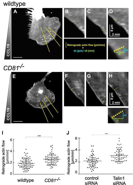 Figure 6. CD81 regulates integrin-dependent adhesion and retrograde actin flow at the cell front. Confocal microscopical analysis of actin cytoskeleton dynamics at the cell front of migrating LPS-stimulated wild-type (A-D) and CD81−/− BM-DCs (E-H) in a CCL19 gradient (600 ng/mL). To vizualize actin dynamics, cells were transfected with Lifeact-EGFP. Because of low adherence of mature BM-DCs, the cells were squeezed between an agarose gel and a fibronectin-coated surface, which represents a 3-dimensional environment. Actin dynamics and chemotaxis of motile cells were visualized at the basal plasma membrane by the use of a confocal microscope. BM-DCs were tracked over a period of 5 minutes at 2 seconds per frame. Retrograde actin flow was analyzed by kymograph analysis and line scan analysis (B-D,F-H) of yellow lines (in panels A and E, respectively) using ImageJ. (I) Quantification of retrograde actin flow velocities of migrating CD81−/− and wild-type BM-DCs, respectively. (J) Quantification of retrograde actin flow velocities of migrating Talin1 RNAi BM-DCs and control BM-DCs, respectively. Three kymographs per cell were analyzed; each dot represents the value of 1 single kymograph (I-J). Shown data are representative for 1 experiment of 3. Error bars indicate ± SD. ***P ≤ .001. Bars represent 10 μm.