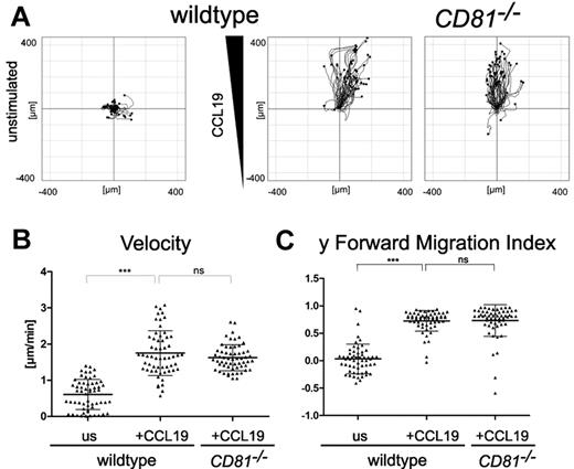 Figure 7. CD81 is not required for CCL19-induced BM-DC chemotaxis in 3-dimensional collagen gels. Chemotactic migration of BM-DCs from CD81−/− and wild-type mice in 3-dimensional collagen type I gels (1.6 μg/mL) in response to a stable CCL19 gradient (600 ng/mL). (A) Migration plots of 60 cells/sample monitored by time-lapse videomicroscopy over a period of 3 hours by capturing digital images every 5 minutes. Quantification of average migratory speed (velocity; B) and y-forward migration index (y-FMI, which means directional persistence toward the chemokine; C) of migrating BM-DCs after manual tracking of motile cells. Results are representative for 1 experiment of 3. Error bars indicate ± SD. ns, not significant. ***P ≤ .001.