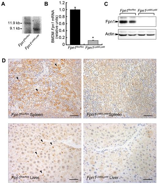 Figure 1. Macrophage deletion of murine Fpn1 with LysM-Cre. (A) Southern blot analysis of LysM-cre mediated excision of Fpn1flox/flox genomic DNA in BMDMs. (B) Relative Fpn1 mRNA levels in BMDMs from Fpn1flox/flox or Fpn1LysM/LysM mice were measured by quantitative RT-PCR. Results were normalized to the internal control β-actin and presented as relative expression level calculated by the 2ΔΔCt method and presented as mean plus or minus SEM; n = 4. *P < .05. (C) Fpn1 protein levels in BMDMs from Fpn1flox/flox or Fpn1LysM/LysM mice were assessed by Western blot analysis. (D) Detection of Fpn1 expression (arrowheads). Paraffin sections of tissues from Fpn1flox/flox or Fpn1LysM/LysM mice were stained with a rabbit anti-Fpn1 primary antibody and goat anti–rabbit IgG-horseradish peroxidase secondary antibody. Scale bar represents 50 μm.