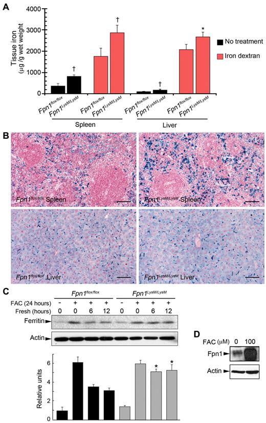 Figure 3. Iron accumulation in spleen and liver and correction of anemia with iron dextran in mice lacking Fpn1 in their macrophages. Sex-matched 2-month-old Fpn1flox/flox (3 male, 3 female) and Fpn1LysM/LysM (3 male, 3 female) mice were injected intraperitoneally with iron dextran at 250 μg/g body weight. The same volume of PBS was delivered by intraperitoneal injection in the control group (Fpn1flox/flox, 4 male, 4 female; Fpn1LysM/LysM, 4 male, 4 female). One week after injection, mice were killed and tissues and blood were harvested for analysis. (A) Spleen and liver nonheme iron concentrations in Fpn1flox/flox and Fpn1LysM/LysM mice treated with iron dextran. Fpn1LysM/LysM mice accumulated more iron than Fpn1flox/flox controls in both tissues. (B) Iron dextran treatment led to iron accumulation in the spleen and liver as indicated by Perls' Prussian blue staining. Fpn1LysM/LysM mice accumulated more iron, and this effect was particularly prominent in the spleen. Scale bar represents 100 μm. (C) BMDMs from Fpn1flox/flox and Fpn1LysM/LysM mice were loaded with iron by incubation with FAC (100μM) overnight. After removing the medium, cells were washed and then incubated in fresh medium for 0, 6, or 12 hours. Ferritin levels, an indicator of cellular iron stores, were measured by Western blot analysis, and ferritin/actin ratios were also quantitated by densitometry for 3 independent experiments. (D) Western blot analysis of Fpn1 expression in BMDMs from Fpn1flox/flox mice incubated with FAC. Data are mean ± SEM. *P < .05. †P < .001.