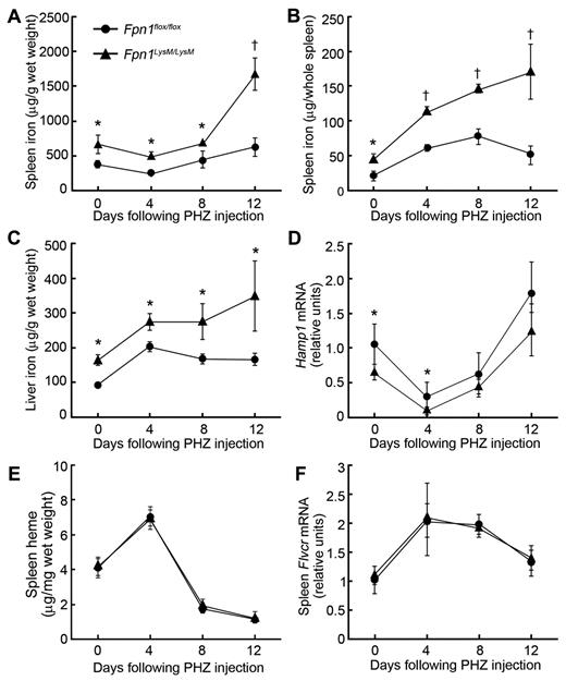Figure 4. PHZ-induced hemolysis results in iron accumulation in spleen and liver of mice lacking Fpn1 in their macrophages. Sex-matched 2-month-old Fpn1flox/flox and Fpn1LysM/LysM mice were injected intraperitoneally with PHZ at 40 μg per gram of body weight on each of 2 consecutive days. Animals were killed on days 4, 8, or 12, and tissue and blood were harvested for analysis. The first day of PHZ injection was designated as day 0. (A) Spleen nonheme iron concentrations. (B) Total nonheme iron content of the spleen. (C) Liver nonheme iron concentrations. (D) Relative Hamp1 mRNA levels in liver. (E) Heme concentrations in the spleen. (F) Relative Flvcr mRNA levels in the spleen of Fpn1flox/flox and Fpn1LysM/LysM mice were measured by quantitative RT-PCR. Results were normalized to the internal control β-actin and presented as relative expression level calculated by the 2ΔΔCt method; data are mean ± SEM; n = 6 per group (3 male, 3 female). *P < .05. †P < .001.