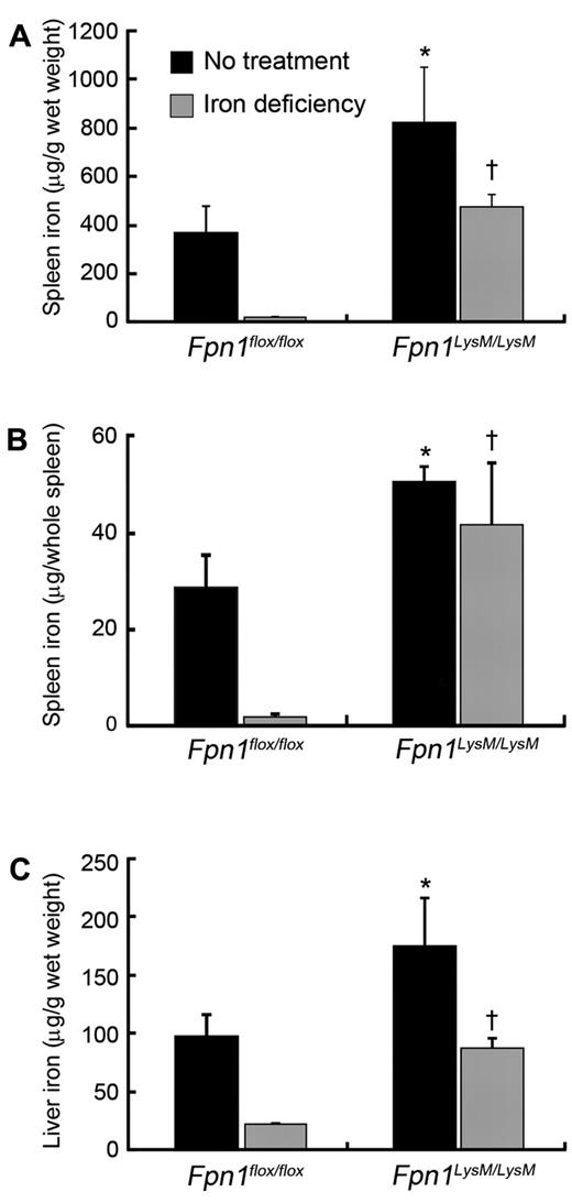 Figure 5. Macrophage iron release was greatly impaired in Fpn1LysM/LysM mice fed an iron-deficient diet. Three-week-old Fpn1flox/flox (3 male, 3 female) and Fpn1LysM/LysM (3 male, 3 female) weanling mice were fed with AIN76A iron-deficient diet for 5 weeks. (A) Spleen nonheme iron concentrations, (B) total nonheme iron content in the spleen, and (C) liver nonheme iron concentrations were measured in these mice. The spleen and liver nonheme iron concentrations of 2-month-old mice (Fpn1flox/flox, 7 male, 7 female; Fpn1LysM/LysM, 7 male, 7 female) that were fed with normal chow diet are also presented for comparison. Data are mean ± SEM. *P < .05. †P < .001.