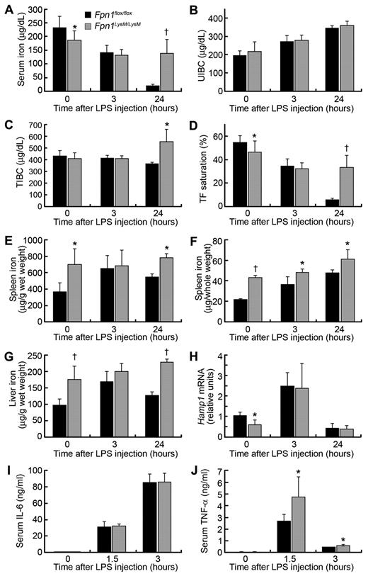 Figure 7. Lack of macrophage Fpn1 diminishes the hypoferremic response to LPS. Sex-matched 2-month-old Fpn1flox/flox and Fpn1LysM/LysM mice were injected intraperitoneally with LPS at 5 μg per gram of body weight. After LPS injection, the animals were killed at the times indicated, and tissue and blood were harvested for analysis. (A-D) Serum iron (A), UIBC (B), total iron-binding capacity (TIBC; C), and transferrin saturation (D) were measured at 0, 3, and 24 hours after injection with LPS. (E) Spleen nonheme iron concentrations. (F) Total nonheme iron content in the spleen (n = 6 per group). (G) Liver nonheme iron concentrations. (H) Relative Hamp1 mRNA levels in the liver of Fpn1flox/flox and Fpn1LysM/LysM mice were measured by quantitative RT-PCR. Results were normalized to the internal control β-actin and presented as relative expression level calculated by the 2ΔΔCt method. Data are mean ± SEM. (I) Serum IL-6 concentrations measured 0, 1.5, and 3 hours after LPS treatment. (J) Serum TNF-α concentrations measured 0, 1.5, and 3 hours after LPS treatment. Data are mean ± SEM; n = 6 per group (3 male, 3 female). *P < .05. †P < .001.