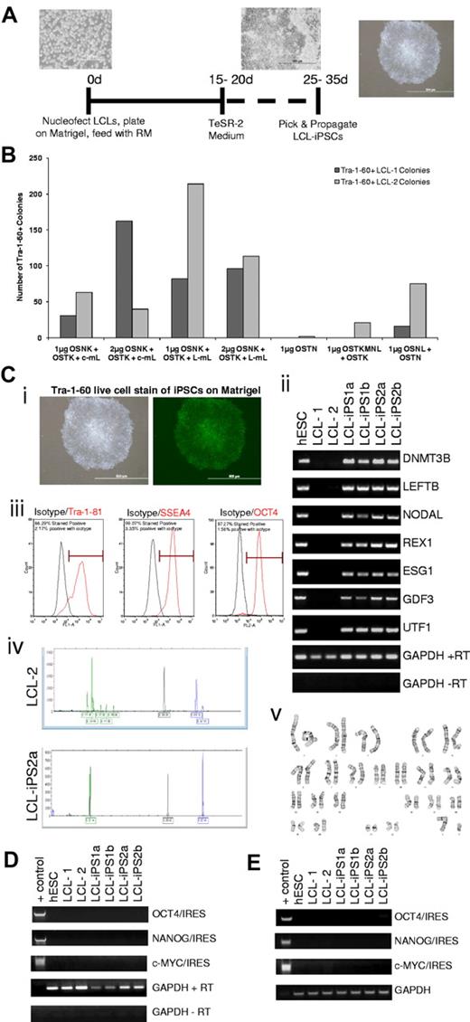 Figure 1. Derivation and characterization of LCL-iPSCs. (A) The scheme for reprogramming human LCLs. Morphology of an LCL culture, cells during reprogramming, and LCL-iPSC colonies. Images were captured using original magnification ×40, ×20, and ×10, respectively. (B) The graph illustrates the average number of Tra-1–60-positive colonies formed after nucleofection of LCL-1 and LCL-2 with various combinations of reprogramming factors at day 40 after nucleofection. The abbreviations used for the reprogramming factors are as follows: O indicates OCT4; S, SOX2; N, NANOG; K, KLF4; c-m, c-MYC; L-m, L-MYC; T, SV40 large T antigen; and L, LIN28. Construction of the plasmids and the emergence of the colonies are described in the Supplemental data. (C) Characterization of LCL-iPSC lines. (i) Brightfield (left panel) and Tra-1–60 staining (right panel) of a representative LCL-derived iPSC line (LCL-iPS2a) confirms uniform expression of the pluripotent surface marker, Tra-1–60. Images were taken using original magnification ×10. (ii) RT-PCR analysis of H1 (hESC line), LCL-1, LCL-2, and 2 representative LCL-iPS clones from each donor lines for expression of hES cell-marker genes DNMT3B, LEFTB, NODAL, REX1, ESG1, GDF3, and UTF1. GAPDH was used as positive loading control for each sample, and cDNA made in the absence of reverse transcriptase (no RT) was used to verify that genomic DNA did not contaminate the RNA samples. (iii) Flow cytometric analysis of hESC pluripotency markers Tra-1–81 (left panel: red line indicates Tra-1–81; and black line, isotype control), SSEA-4 (middle panel: red line indicates SSEA4; and black line, isotype control), and OCT4 (right panel: red line indicates OCT4; and black line, isotype control) of a representative LCL-derived iPS line, LCL-iPS1b. (iv) Each B-cell has a respective single productive immunoglobulin gene rearrangement that is unique in both length and sequence. PCR assays with specific primers for the joining region and all 3 of the conserved framework regions (FR1, FR2, and FR3) were used to amplify immunoglobulin heavy chain (IgGH) gene rearrangements according to the BIOMED-2 Concerted Action protocol. DNA from a normal or polyclonal B-cell population produces a bell-shaped curve of amplicon products (Gaussian distribution), whereas clonal rearrangements are identified as prominent, single-sized products by capillary electrophoresis and GeneScanning. (v) Karyotype analysis of each iPSC line was performed after 11 passages and found to be normal (a representative image of LCL-iPS2b is shown). (D) RT-PCR analysis of RNA from LCL-iPSCs for the expression of reprogramming vector genes at passage 25. Forward primers for 3 reprogramming genes of interest (OCT4, NANOG, and c-MYC) and reverse primers for internal ribosome entry site 2 were used. GAPDH was used as a positive loading control for each sample, and cDNA made in the absence of reverse transcriptase (no RT) was used to verify that genomic DNA did not contaminate the RNA samples. A reprogramming vector was included as a positive control for each PCR reaction (+ control). (E) PCR analysis of genomic DNA confirms no integration of the transgenes in LCL-iPSCs at passage 25. Forward primers for 3 reprogramming genes of interest (OCT4, NANOG, and c-MYC) and reverse primers for the internal ribosome entry site were used. GAPDH was used as a positive loading control for each sample, and a reprogramming vector was included as a positive control for each PCR reaction (+ control). All images were captured on a Olympus 1×71 microscope equipped with a Olympus DP70 camera and DP Controller Version 3 software.