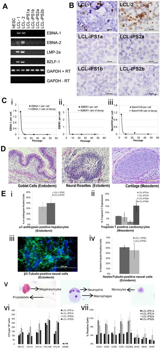 Figure 2. Analysis of LCL-iPSCs for reprogramming and viral elements and trilineage differentiation of LCL-iPSCs. (A) RT-PCR analysis of H1 (hESC line), LCL-1, LCL-2, and 2 representative LCL-iPSC clones from each donor line at passage 25 for expression of EBV genes: EBNA-1, EBNA-2, LMP-2A, and BZLF-1. GAPDH was used as a positive loading control for each sample, and cDNA made in the absence of reverse transcriptase (no RT) was used to verify that genomic DNA did not contaminate the RNA samples. (B) Immunohistochemistry was performed on LCL-1, LCL-2, and 2 representative LCL-iPS clones from each donor line using an anti–EBNA-1 antibody to detect EBNA-1 protein expression (brown). Images were captured using original magnification ×100. (C) EBV loss during reprogramming is confirmed by quantitative PCR. The viral load during reprogramming was evaluated by harvesting genomic DNA harvested at various passages during the reprogramming. Quantitative PCR was performed using primers, and TaqMan probes targeted 3 EBV gene segments: BamH1W, EBNA-1, and EBER1. The human APOB gene was used for normalization, and the loss of EBNA-1 (i), EBER1 (ii), or BamH1W (iii) was fitted to a general exponential function y = b*fn, where y refers to the copies of viral elements (EBNA-1, EBER1, or BamH1W) per cell for passage n, f is the fraction of daughter cells that contain the virus per passage, and both b and f were chosen to fit the data. (D) H&E staining of teratomas derived from immunodeficient mice injected with LCL-iPS2a shows tissues representing all 3 embryonic germ layers: endoderm (goblet cells, left panel), ectoderm (neural rosettes, middle panel), and mesoderm (cartilage, right panel). All H&E images were captured using original magnification ×40. (E) Trilineage in vitro differentiation. (i) Quantification of α1-antitrypsin-expressing hepatocyte precursors derived from LCL-iPSCs at day 33 by flow cytometry. (ii) Quantification of cardiac troponin T (cTNT)-positive cardiomyocytes derived from LCL-iPSCs at day 14 by flow cytometry. (iii) Neural cultures from LCL-iPS2b immunostained for the presence of β3-tubulin (original magnification × 20). (iv) Quantification of β3-tubulin and nestin-coexpressing neural precursors from neural induced LCL-iPSCs by flow cytometry. (v) Megacult cultures of HPCs derived from LCL-iPS2a cells stained for the presence of megakaryocytes and proplatelets (original magnification ×40; left panel). HPC-derived LCL-iPS2b expanded in the presence of granulocyte-macrophage colony-stimulating factor and stained for the presence of monocytes, neutrophils, and macrophages (original magnification ×20; right panel). (vi) Quantification of colony-forming units (CFU) to demonstrate the presence of erythroid (CFU-E/BFU-E), myeloid composing macrophage (CFU-M), granulocyte (CFU-G), and granulocyte-macrophage (CFU-GM), and multipotent composing granulocyte-erythroid-macrophage-megakaryocyte (CFU-GEMM) colonies from all 4 LCL-iPSCs. (vii) In vitro differentiation into LCL-iPSCs to cells to HPCs via a defined serum-free embryoid body differentiation protocol for 12 days. The percentage of single-positive CD34, CD45, CD43, CD41, and CD235a and double-positive CD34/CD43, CD45/CD43, and CD34/45 cells was quantified by flow cytometry. All images were captured on a Olympus 1×71 microscope equipped with a Olympus DP70 camera and DP Controller Version 3 software