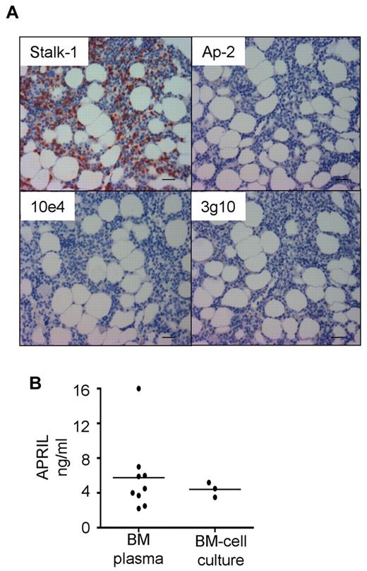 Figure 1. Abundant secretion of APRIL in BM plasma. (A) Serial decalcified BM sections were immunostained with Stalk-1, Ap-2, 10e4, and 3g10. The pictures are representative of 8 BM. Scale bar represents 250 μm. (B) APRIL concentration in plasma from BM aspirates or supernatant from 3-day cultures of total BM cells was determined by ELISA.