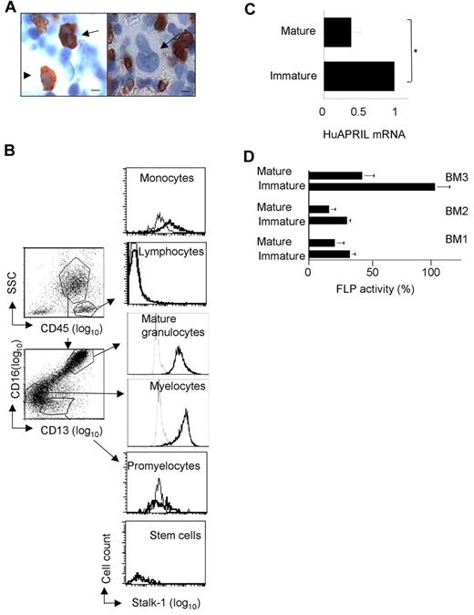 Figure 2. APRIL production peaks in myeloid precursor cells. (A) Left: Stalk-1–stained cells, overexposed to distinguish segmented (arrow) and nonsegmented (arrowhead) nuclei. Right: Absence of Stalk-1 staining for a megakaryocyte (arrow). Scale bars represent 5 μm (left panel), 10 μm (right panel). (B) BM cells were immunostained after cell permeabilization with stalk-1 (thick line) or control rabbit Ig (thin line) and analyzed by flow cytometry. Gating was performed on CD14+ and CD34+ cells for monocytes and HSCs, respectively, and as indicated in the left panel for myeloid cells. Overlaid histogram plots are shown in the right panel. Stainings are representative of 6 BMs. (C) APRIL mRNA was analyzed by Q-PCR in purified immature CD13−CD16− myelocytes and mature CD13+CD16+ granulocytes from human BM. (D) Furin activity was analyzed in purified myelocytes and mature granulocytes from human BM. Means and minimum/maximum value bars from a duplicate assay are shown.