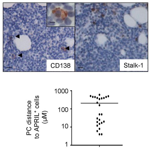 Figure 4. PCs are distant from APRIL-producing cells. Serial BM sections were immunostained with CD138 and Stalk-1. Inset shows high magnification of a CD138+ BM PC. Scale bars represent 80 μm, inset 3 μm. (Bottom) Estimated distances between single PCs and their most proximal Stalk-1+ cell, for a total of 6 BM sections.