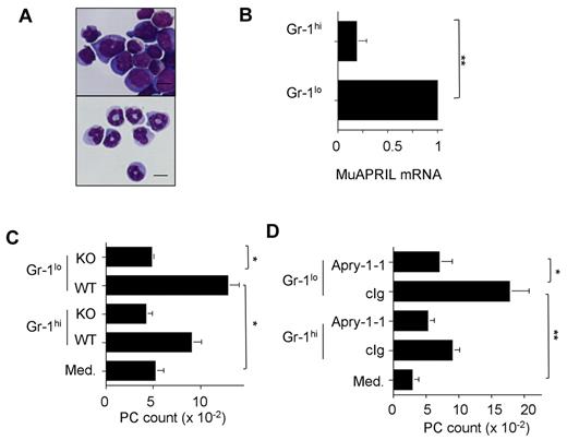 Figure 6. APRIL produced by myeloid precursor cells sustains PC survival. (A) Pictures show the cytological analysis of purified mouse Gr-1lo and Gr-1hi BM cells. Scale bar represents 3 μm. (B) Purified Gr-1lo and Gr-1hi myeloid cells were analyzed by Q-PCR for APRIL mRNA. The results are representative of 4 mice. (C) The indicated purified BM myeloid cells from wild-type (WT) and APRIL−/− (KO) mice were incubated with purified CD138+ PCs. Two days later, CD138+ PCs were numerated by flow cytometry. (D) Similar myeloid cell and PC cocultures were performed in the presence of Apry-1-1 or control Ig (cIg) used at 3 μg/mL.