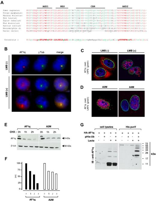 Figure 1. Intracellular trafficking and ubiquitin-dependent catabolism of AF1q by the proteasome. (A) Comparison of the amino acid sequence of AF1q orthologs. The AF1q AHD1 and AHD2, NES, and CBR are indicated. ClustalW alignments were performed using the Accelrys Gene v2.5 software. Conserved amino acids are shown in red; consensus residues are in green. Synonymous amino-acid substitutions are indicated in lower-case letters; conserved basic residues of the CBR are underlined. (B) The centrosomal localization of AF1q follows its nuclear export. SupT1 cells were treated with 2 ng/mL of LMB for 2 hours before labeling with AF1q (red) and γ-tubulin (green) antibodies. (C-D) Subcellular localization of wild-type AF1q and of its Δ-NES L30/32A (A2M) or L27/29/30/32A (A4M) mutant derivatives. HeLa cells were transfected with vectors encoding HA-tagged AF1q (C) or the mutant proteins (D). Cells were treated or not with 2 ng/mL of LMB for the last 2 hours and labeled with AF1q (red) and LAP2 (green) antibodies. LAP-2 is a marker of the inner nuclear envelope. Confocal microcopy analysis was performed 48 hours after transfection. (E-F) Constitutive nuclear relocation of AF1q slows down its catabolism. HEK-AF1q (right panel) and HEK-A2M cell lines (left panel) were treated for the indicated periods with CHX and analyzed by immunoblot (E) followed by protein quantification by densitometry (F). Results are normalized relative to protein levels detected in control cells cultured under the same conditions but without CHX. (G) AF1q degradation depends on its prior ubiquitylation. HEK-AF1q cells were transfected or not with a His-tagged ubiquitin (6xHis-Ubiquitin) vector, and treated or not with 10μM Lactacystin (Lacta) for 12 hours before immunoblotting with AF1q antibodies. Left panel shows total cell extracts; right panel, His-purified proteins.