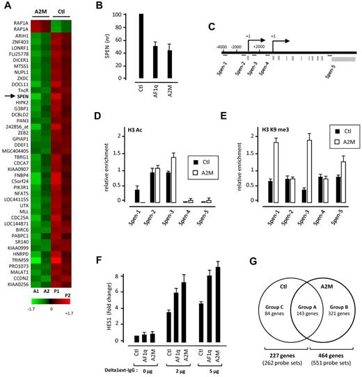 Figure 4. AF1q potentiates Notch signaling. (A) Gene-expression profiling of CD34+CD45RA−Lin− HPCs transduced with nuclear-sequestered AF1q (A2M). CD34+CD45+Lin− HPCs were FACS sorted, exposed to A2M (A1-A2) or control (P1-P2) vectors, sorted based on GFP expression, and subjected to global gene-expression analysis 72 hours later. Results are from 2 independent experiments (Exp1: A1/P1; Exp2: A2/P2). Statistical analysis, performed with the R package “locfdr” (lfdr < 2%), showed that 44 probe sets were differentially expressed between A2M (A1-A2)- and empty vector (P1-P2)–transduced CD34+CD45RA−Lin− HPCs. Results are presented as a heat map of the average expression levels (up: red; down: green). (See also supplemental Table 2.) (B) AF1q down-modulates SPEN transcript levels in CD34+CD45RA−Lin− HPCs. qRT-PCR analysis of CD34+CD45RA−Lin− cells transduced with AF1q, A2M, or the empty vector (Ctl). Expression levels (nr) are normalized relative to those in cells transduced with the empty vector. Means ± SD percentages of 3 independent experiments are shown. (C-E) AF1q induces histone H3 modifications at the Spen locus. (C) Diagram illustrating the genomic context of Spen promoter loci. Regions amplified by site-specific qPCR are indicated by bars. (D-E) CD34+CD45RA−Lin− cells were transduced as above with A2M or the empty vector and cultured for 72 hours before ChIP analysis via anti-H3ac (D) and anti-H3K9me3 (E) antibodies. Results are means of 2 ChIP experiments analyzed in triplicate. (F-G) Forced AF1q expression broadens the repertoire of Notch-responsive genes in CD34+CD45RA−Lin− HPCs. (F) CD34+CD45RA−Lin− HPCs were transduced with AF1q, A2M, or the empty vector (Ctl), sorted based on GFP expression, and cultured for 3 more days onto graded doses of plastic-immobilized Delta1ext-IgG before qRT-PCR analysis. Expression levels are normalized relative to those in cells transduced with the empty vector. Means ± SD of 3 independent samples are shown. (G) Venn diagram detailing shared and distinct gene expression between Notch-stimulated A2M- and empty vector–transduced cells. CD34+CD45RA−Lin− HPCs were transduced with A2M or the empty vector (Ctl), and cultured as above before being subjected to global gene-expression analysis. Statistical analysis performed with the R package “locfdr” (lfdr < 5%) showed that, after Notch activation, 551 probe sets were up-regulated in A2M-transduced cells, relative to only 262 for their homologs transduced with the empty vector (see also supplemental Table 5A-D).