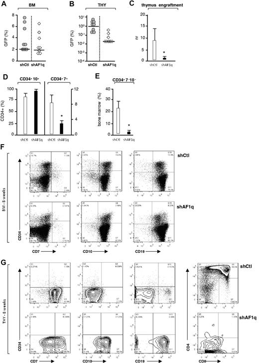 Figure 7. Effect of AF1q deficiency on T-cell development in humanized mice. (A-B) NSG mice were injected with CD34+ HPCs (1.5 × 105 cells) exposed to shAF1q or scrambled shRNA vectors and analyzed as described in Figure 6. The percentages of GFP+ cells among CD45+ human cells present in the BM (A) or thymi (B) of individual mice are shown (transduction efficiency: 12% ± 3%; 8 mice per condition, 2 experiments). Median percentages are indicated by a horizontal bar. (C) Effect of AF1q deficiency on thymus colonization. The efficiency of thymus engraftment was calculated and expressed as above. Statistically significant differences are marked by asterisks. (D-E) Percentages of CD7+ and CD10+ lymphoid precursors (D) or of multipotent CD7−CD10− HPCs (E) among CD34+GFP+CD45+ BM cells. Statistically significant differences are marked by asterisks. (F-G) Flow cytometric analysis of CD45+GFP+ cells in the BM (F) and thymi (G) of individual mice at week 8 after grafting. Numbers in quadrants indicate the percentages of each population.