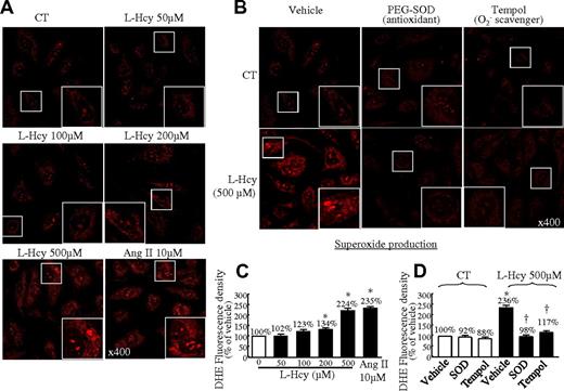 Figure 6. L-Hcy–increased O2− production in HCMECs. (A) Dose response. HCMECs were treated with L-Hcy at the indicated concentration for 48 hours and then treated with the indicated inhibitors for 60 minutes before the addition of DHE (3μM) for 30 minutes, including PEG-SOD (150 U/mL) and Tempol (1mM). (A-B) Photomicrographs of DHE-stained HCMECs. Images were acquired by 2-laser inverted confocal microscopy (Nikon TE3000). (C-D) Quantitative analysis of O2− production by DHE staining in panels A and B. Means ± SEM values from at least 3 separate experiments are shown. *P < .05 compared with untreated cells or vehicle in control mice. †P < .05 compared with vehicle in L-Hcy (500μM). HCMECs treated with angiotensin II (10μM) were used as a positive control. CT indicates the control group.