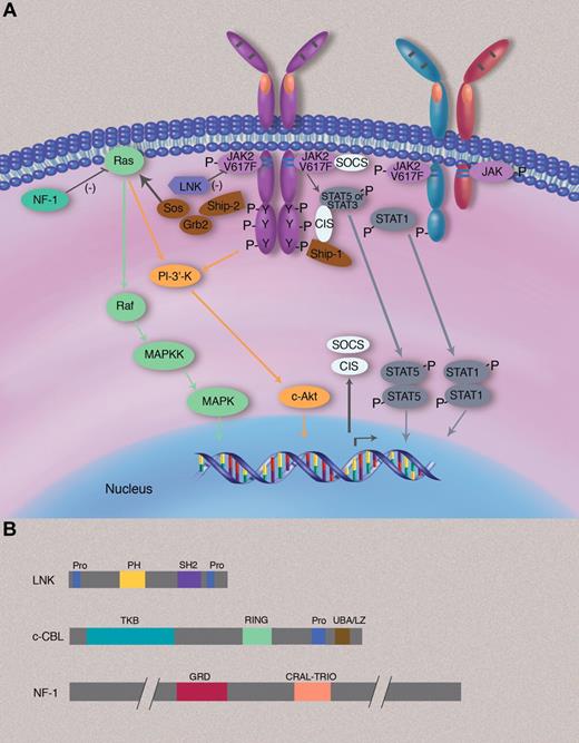 Figure 1. Signaling pathways involved in the pathogenesis of MPNs. (A) JAK2V617F is attached to the cytosolic juxtamembrane region of dimeric cytokine receptors, such as EpoR or MPL (TpoR) but can also be attached to the cytosolic region of other JAK2-using cytokine receptors, such as the IFN-γ receptor 2 chain. When bound to homodimeric cytokine receptors, JAK2V617F induces constitutive signaling via STAT5, STAT3, RAS-MAPK, and PI-3′K-Akt pathways, which all regulate gene expression and promote survival, proliferation, and differentiation of committed myeloid progenitors. Constitutive STAT5 and STAT3 signaling is frequently described in MPN myeloid cells, and constitutive STAT1 signaling has been found in certain cases such as erythroid colonies of ET patients. Negative regulators such as CIS (cytokine-inducible SH2) and SOCS proteins (such as SOCS3) are transcriptionally induced by the activated JAK2 but in general appear to be overwhelmed and cannot efficiently block constitutive JAK2V617F signaling. LNK exerts a negative effect on JAK2V617F signaling and constrains the MPN phenotype. Only a minority of patients have LNK mutations. Activation of RAS signaling is counteracted by NF1 (neurofibromatosis 1), a protein that stimulates the GTPase activity of RAS and that is deleted in a minority of MPN patients. (B) Domain structure of negative signaling regulators LNK, c-CBL, and NF-1. Pro indicates proline-rich domain; PH, plekstrin homology domain; SH2, src-homology 2; TKB, tyrosine kinase binding domain; RING, really interesting new gene finges domain; GRD, GAP (GTPase-activating domain)–related domain; and CRAL-TRIO, cellular retinaldehyde and TRIO domain.