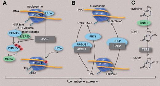Figure 2. New mutations and epigenetic modifications in MPNs. Several genes mutated in MPN (black boxes) are implicated either in histone modifications or in DNA methylation control. (A) JAK2 activation phosphorylates histone H3Y41, leading to the exclusion of heterochromatin protein 1α (HP1α) from chromatin. In addition, mutant JAK2 phosphorylates PRMT5, thus impairing the methylation of histone H4 and H2A arginine residues. Both phosphorylations are expected to facilitate gene transcription or reduce gene repression. (B) EZH2 belongs to the PRC2 complex, which methylates H3K27 and may also recruit DNMTs. ASXL1 may belong to a complex (PR-DUB in Drosophila melanogaster) that deubiquitinates histone H2AK119, a function that antagonizes the effect of the PRC1 complex. Inactivation of both genes is expected to prevent transcriptional repression mediated by the PRC complexes. (C) TET2 converts DNA 5mC to 5hmC, thus playing a role in active DNA demethylation that would be associated with gene expression. Activation mutations of JAK2 and mutations impairing EZH2, ASXL1, and TET2 functions may result in the deregulation of both DNA methylation and chromatin structure, resulting in aberrant gene expression, gene activation, or failure of repression.