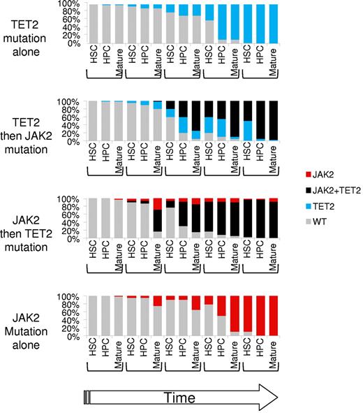 Figure 3. Dynamic representation of clonal dominance in the presence of TET2 and/or JAK2 mutations in the HSC, hematopoietic stem progenitor (HPC), and mature fractions. JAK2V617F would mainly expand the mature fraction, whereas TET2 mutation would mainly expand the HPC fraction. TET2 and JAK2 mutations are synergistic by combining an early and late amplification. The order of mutations would not matter if they occur before the development of a full-blown disorder. All numbers and ratios are arbitrary.