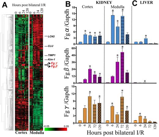 Figure 1. Fg (Fgα, Fgβ, and Fgγ chains) is significantly up-regulated in kidney cortex and medulla of male Wistar rats after 20 minutes of bilateral renal I/R injury compared with sham surgery. (A) A heatmap shows the expression levels of the most variable 1571 genes that were selected from 22 523 transcripts (see “Whole genome expression profiling and hierarchical clustering”). Coexpressed genes are grouped by hierarchical clustering. The samples are presented in order of time after ischemic injury (0, 6, 24, and 120 hours; triplicate for each). (B) Real-time PCR analysis in kidney. (C) Liver tissues for Fgα, Fgβ, and Fgγ chains, normalized using a housekeeping gene (Gapdh) and fold change determined over sham group (n = 5/group). *P < .05 as determined by 1-way ANOVA in comparison with sham rats.
