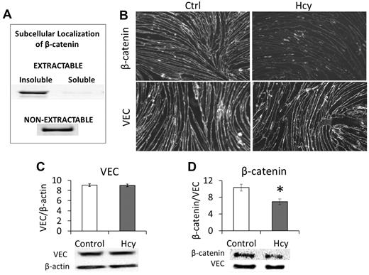 Figure 1. β-catenin dissociates from VEC in response to Hcy. Brain microvascular ECs were cultured and treated beginning 3 days after confluence. Cells were treated with Hcy (20μM) or vehicle control (PBS) for 3 days to mimic a chronic, mild elevation in Hcy. (A) β-catenin associates with the detergent-insoluble, cytoskeletal fraction. To determine the subcellular localization of β-catenin, it was necessary to run pilot experiments to show prevalence of β-catenin in different fractions obtained when applying Nonidet P-40 lysis. Cells were grown to confluence and maintained for 3 days; then a 1% Nonidet P-40 lysis buffer was applied. The portion obtained from this solution was called “extractable” and was centrifuged at 19 000g for 2 hours and then further categorized into “soluble” (supernatant) and “insoluble” (pellet). The fraction of cellular material that remained adherent to the culture plate was solubilized with an ionic detergent lysis buffer (SDS and deoxycholic acid) and called the “non-extractable” fraction. Blots were probed for β-catenin (1:1000, CP1061; ECM Biosciences). (B) Immunohistochemistry demonstrates localization of VEC and β-catenin at cell borders. Hcy had little effect on VEC expression but substantially reduced expression of β-catenin. Scale bar represents 30 μm. (C) Western blot confirms lack of change in VEC but (D) significant loss of β-catenin after Hcy treatment.