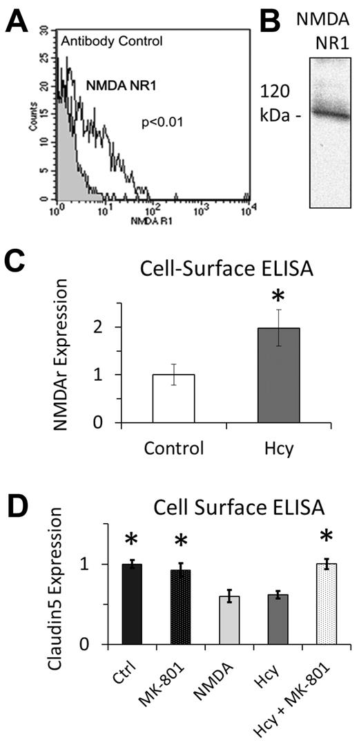 Figure 3. NMDA expression on brain microvascular ECs. (A) Flow cytometry and (B) Western blotting independently confirm expression of NMDAr subunit 1. Antibody control in panel A is fluorescent secondary antibody only. (C) In response to chronic Hcy treatment (3 days, 20μM), NMDAr subunit 1 expression was significantly induced on the luminal surface of EC membranes. (D) Chronic treatment with Hcy (3 days, 20μM) and NMDA (3 days, 25μM) decreased expression of claudin-5 using whole-cell ELISA. Cotreatment of Hcy plus MK-801 (3 days, 20μM + 25μM) rescued the Hcy-mediated decrease in claudin-5 expression, which was not different from Ctrl or MK-801 alone.