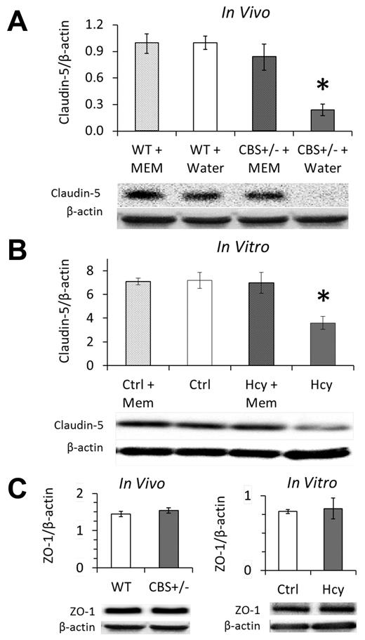 Figure 4. Elevated Hcy reduces claudin-5 expression of cerebral microvascular endothelium, which is rescued by NMDAr inhibition with memantine. Western blotting in vivo (A) and in vitro (B) demonstrates significant loss of claudin-5 expression in the mouse model (cbs+/−) and cell culture model (bEnd.3 cells, 20μM) of elevated Hcy. This loss was completely recovered by 2 weeks of treatment with the NMDAr antagonist memantine in vivo (A) and fully inhibited by concomitant memantine treatment in vitro (B). (C) Expression of the tight junction-associated protein ZO-1 was not affected by HHcy. Brains of hyperhomocysteinemic mice (cbs+/−) showed the same expression levels of ZO-1 as WT littermates (WT; cbs+/+), and brain microvascular ECs (bEnd.3) expressed the same amount of ZO-1 whether treated for 3 days with Hcy (20μM) or vehicle control (Ctrl, PBS).
