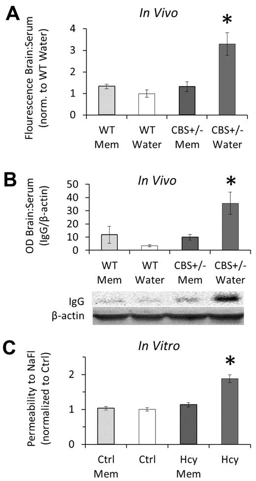 Figure 5. Elevated Hcy increases cerebral microvascular permeability, which is rescued by NMDAr inhibition with memantine. (A) Brain/serum distribution ratio of tracer (NaFl) injected into the peritoneum 2 hours before flushing blood from the vasculature and brain collection. Values were calculated as relative units of brain NaFl to serum NaFl per gram brain mass (“BBB permeability assay”) and are shown here normalized to the basal condition (WT drinking water). (B) Endogenous IgG was quantified by Western blot in brain homogenates after flushing of the vasculature. Brains of hyperhomocysteinemic mice (cbs+/−) were significantly more permeable to IgG, which was rescued with 2 weeks of NMDAr inhibition using memantine (Mem). (C) In vitro, brain microvascular ECs (bEnd.3 cells) were significantly more permeable (flux of NaFl over 2 hours) after Hcy treatment (20μM) for 3 days, which was inhibited with concomitant antagonism of the NMDAr using memantine (Mem).