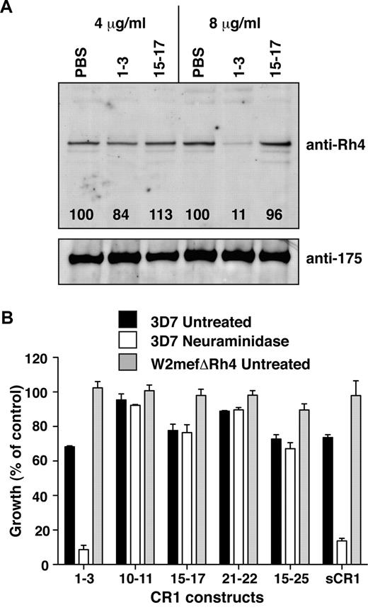 Figure 3. CCP1-3 inhibits native PfRh4 erythrocyte binding and the CR1-PfRh4 invasion pathway. (A) Native PfRh4 binding to erythroid CR1 was inhibited by CCP1-3. Competitive binding assays were performed by incubating either CCP1-3 or CCP15-17 with invasion supernatants at the stated final concentrations of 4 μg/mL or 8 μg/mL. The black numbers in the top panel represent the percentage of PfRh4 binding relative to PBS for each concentration as determined by densitometry. Immunodetection of parasite proteins with anti-PfRh4 or anti-EBA-175 antibodies after erythrocyte binding is shown. (B) The PfRh4 invasion pathway was inhibited in the presence of CCP1-3. Parasite strains W2mefΔRh4 (gray bars, untreated erythrocytes) and 3D7 (black bars for untreated, white bars for nm-treated erythrocytes) were tested in growth assays in the presence of final concentrations of 0.5 mg/mL CCP1-3, CCP10-11, CCP15-17, CCP21-22, CCP15-25, or sCR1. Growth (percentage of control) on the y-axis refers to the percentage of parasitemia in the presence of CR1 constructs relative to the percentage of parasitemia with the addition of PBS (arbitrarily set to be 100%).