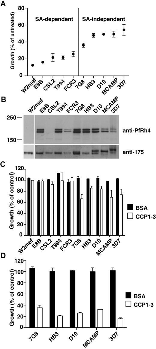 Figure 4. PfRh4-CR1 pathway constitutes the majority of sialic acid-independent invasion events. (A) Sialic acid–dependent and –independent parasite strains. Parasite strains were assayed for their ability to invade nm-treated erythrocytes. The y-axis represents percentage of growth of parasites into nm-treated erythrocytes relative to growth of parasites into untreated erythrocytes. (B) Expression of PfRh4 in P falciparum strains. Western blot of saponin-lysed schizont pellets probed with anti-PfRh4 monoclonal antibody 2E8 (top panel) and anti–EBA-175 rabbit polyclonal antibody (bottom panel). (C) Growth of sialic acid–independent strains in untreated erythrocytes was slightly inhibited in the presence of CCP1-3. Parasite strains were tested in growth assays into untreated erythrocytes in the presence of 0.5 mg/mL final concentration of CCP1-3 (white bars) or BSA (black bars). Growth (percentage of control) on the y-axis refers to the percentage parasitemia in the presence of CCP1-3 or BSA relative to the percentage parasitemia with the addition of PBS, which is arbitrarily set at 100%. (D) Growth of sialic acid-independent strains in nm-treated erythrocytes was inhibited in the presence of CCP1-3. Parasite strains were tested in growth assays using nm-treated erythrocytes in the presence of 0.5 mg/mL CCP1-3 (white bars) or BSA (black bars).