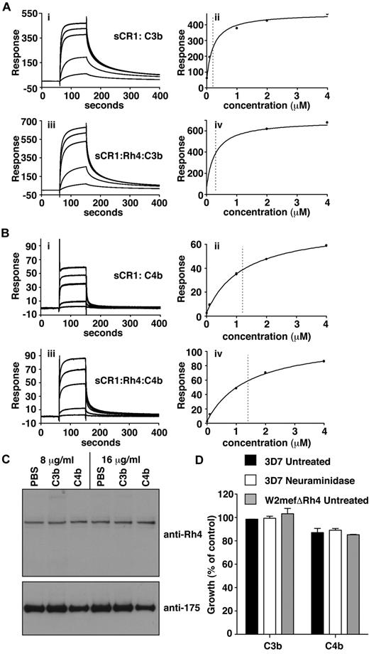 Figure 5. C3b/C4b interaction with CR1 is not perturbed by PfRh4 binding. (A) PfRh4 binding does not affect C3b interaction with sCR1. Duplicate injections of a concentration series of sCR1 (i) or a mixture of sCR1 plus 3-fold molar excess of rPfRh4 (iii) onto a CM5 chip coupled with C3b. KD measurements of sCR1:C3b complex alone (ii) or in the presence of 3-fold molar excess of rPfRh4 (iv) with fitted value indicated by dotted line (B) PfRh4 binding does not affect C4b interaction with sCR1. Duplicate injections of a concentration series of sCR1 (i) or a mixture of sCR1 plus 3-fold molar excess of rPfRh4 (iii) onto a CM5 chip coupled with C4b. KD measurements of sCR1:C4b complex alone (ii) or in the presence of 3-fold molar excess of rPfRh4 (iv) with fitted value indicated by dotted line. In all panels, blank-subtracted sensorgrams are shown. (C) Native PfRh4 binding to erythroid CR1 was not inhibited by C3b or C4b. Competitive binding assays were performed by incubating either C3b or C4b with invasion supernatants at the stated final concentrations (8 μg/mL or 16 μg/mL). Immunodetection of parasite proteins with anti-PfRh4 and anti–EBA-175 antibodies after erythrocyte binding is shown. (D) PfRh4 invasion pathway was not inhibited in the presence of C3b or C4b. Parasite strains W2mefΔRh4 (gray bars) and 3D7 (black bars for untreated, white bars for nm-treated) were tested in growth assays in the presence of 0.5 mg/mL C3b or C4b. Growth (percentage of control) on the y-axis refers to the percentage parasitemia in the presence of CR1 constructs relative to the percent parasitemia with the addition of PBS (arbitrarily set to be 100%).
