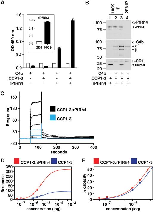 Figure 6. A ternary complex composed of CCP1-3, C4b, and PfRh4. (A) ELISA of ternary complex. Microtiter plates were coated with C4b (1 μg/well). After incubation with rPfRh4, CCP1-3, or both as indicated, bound rPfRh4 was detected using anti-PfRh4 monoclonal antibody 10C9 (black bars) that was raised against rPfRh4. Monoclonal antibody 2E8 (white bars) was raised to the C-terminal end of PfRh4 and recognizes native PfRh4 but not the region encompassed by rPfRh4. The inset shows the reactivity of these monoclonal antibodies in an ELISA using microtiter plates coated with rPfRh4. Data are the mean ± SD for 3 independent experiments. (B) Immunoprecipitation of ternary complex. Purified C4b, CCP1-3, or rPfRh4 were incubated together as indicated (at 0.02 mg/mL). Western blots were performed after immunoprecipitation with anti-PfRh4 10C9 (lanes 1-3) or 2E8 (lane 4) monoclonal antibody, respectively. Immunoprecipitated material was probed with a rabbit polyclonal anti-PfRh4 antibody, a goat polyclonal anti–human C4 antibody and a monoclonal anti-CR1 antibody 1B4, respectively. PfRh4 and C4b samples were run under reducing conditions whereas CCP1-3 was under nonreducing conditions. Arrowheads highlight specific protein bands. Western blot results are representative of 2 or 3 independent experiments. (C) A ternary complex composed of CCP1-3, C4b, and rPfRh4 as inferred from SPR. Measurement by SPR of CCP1-3 binding to C4b immobilized on a CM5 sensorchip in absence (blue lines) and presence (black lines) of a 2-fold molar excess of rPfRh4. CCP1-3 concentrations were 4μM, 2μM, 1μM, 0.1μM, and 0.05μM; single measurements were made at 4μM and 1μM while all others were duplicate measurements. (D) Plots of responses versus concentration of CCP1-3 (either alone, blue, or mixed with rPfRh4, red) from the sensorgrams in panel C are shown, with extrapolations to Rmax values. The much higher responses obtained when rPfRh4 is coinjected with CCP1-3 are consistent with formation of ternary complexes rather than binary complexes. (E) The percentage of maximal binding (estimated from extrapolated Rmax values in panel D) versus concentration of CCP1-3 (either alone, blue, or mixed with rPfRh4, red). The near identical-slope of both binding curves indicates that the affinity of CCP1-3 for C4b, while it cannot be quantified because of subsaturation concentrations of CCP1-3, is not radically altered by rPfRh4 and is consistent with a ternary complex in which C4b and rPfRh4 occupy distinct sites on CCP1-3.