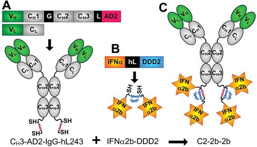 Figure 1. Schematics of C2-2b-2b and its constituent DNL modules. Structures and expression cassettes of CH3-AD2-IgG-hL243 (A) and IFNα2b-DDD2 (B), and C2-2b-2b (C). Blue and red helices represent DDD2 and AD2, respectively; SH indicates sulfhydryl groups of engineered cyseines; hL243 V, variable (green); C, constant (gray); G, hinge; L, linker; and hL, 6-His-linker.
