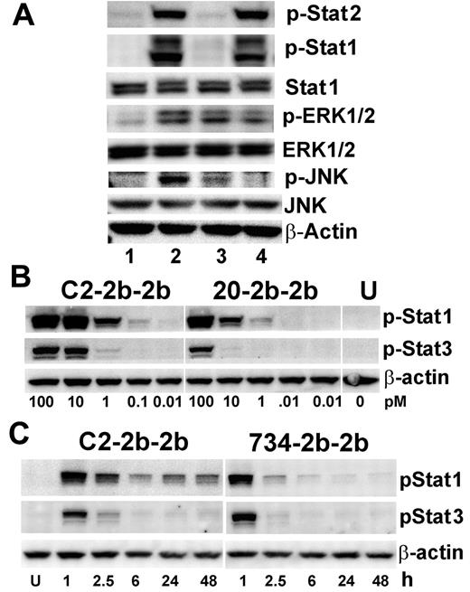 Figure 4. Immunoblot analysis of cell signaling induced by C2-2b-2b. (A) Daudi cells were untreated (lane 1) or treated for 2 hours at 20nM with C2-2b-2b (lane 2), hL243γ4p (lane 3), or 734-2b-2b (lane 4) and evaluated with loading 20 μg of total protein/lane. (B) CAG cells were treated for 1 hour with C2-2b-2b (left) or 20-2b-2b (middle). The picomolar concentration of mAb-IFNα is indicated at the bottom of each lane. Phospho-Stat-1 and phospho-Stat-3 were measured with loading 15 μg of total protein/lane. (C) Daudi cells were treated for 1 hour with 0.1nM of C2-2b-2b (left) or 734-2b-2b (right), washed, and then incubated an additional 48 hours. Phospho-Stat-1 and phospho-Stat-3 were measured with loading 10 μg of total protein/lane. Time points indicate hours after washing; and U, untreated. β-actin was used to verify equal loading. Specific Ab probes are indicated to the right of each panel.